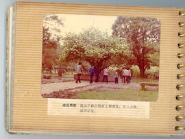 Viburnum tree in Tinglin Park
