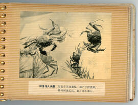 Yancheng Lake hairy crabs