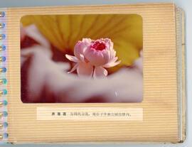 Bingdi lotus in Tinglin Park